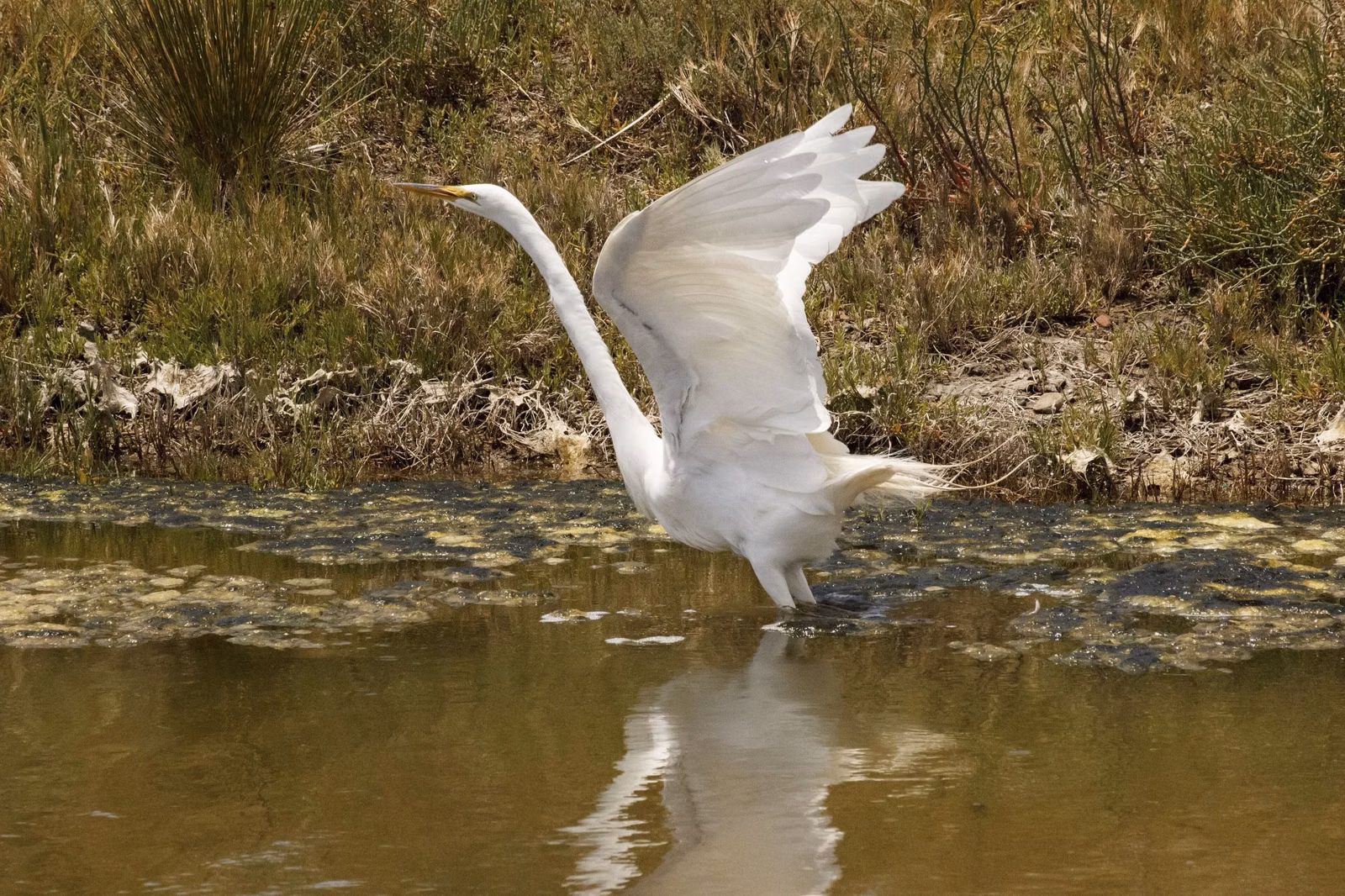 A great egret spreads its wings to take off from shallow water at Malibu Lagoon