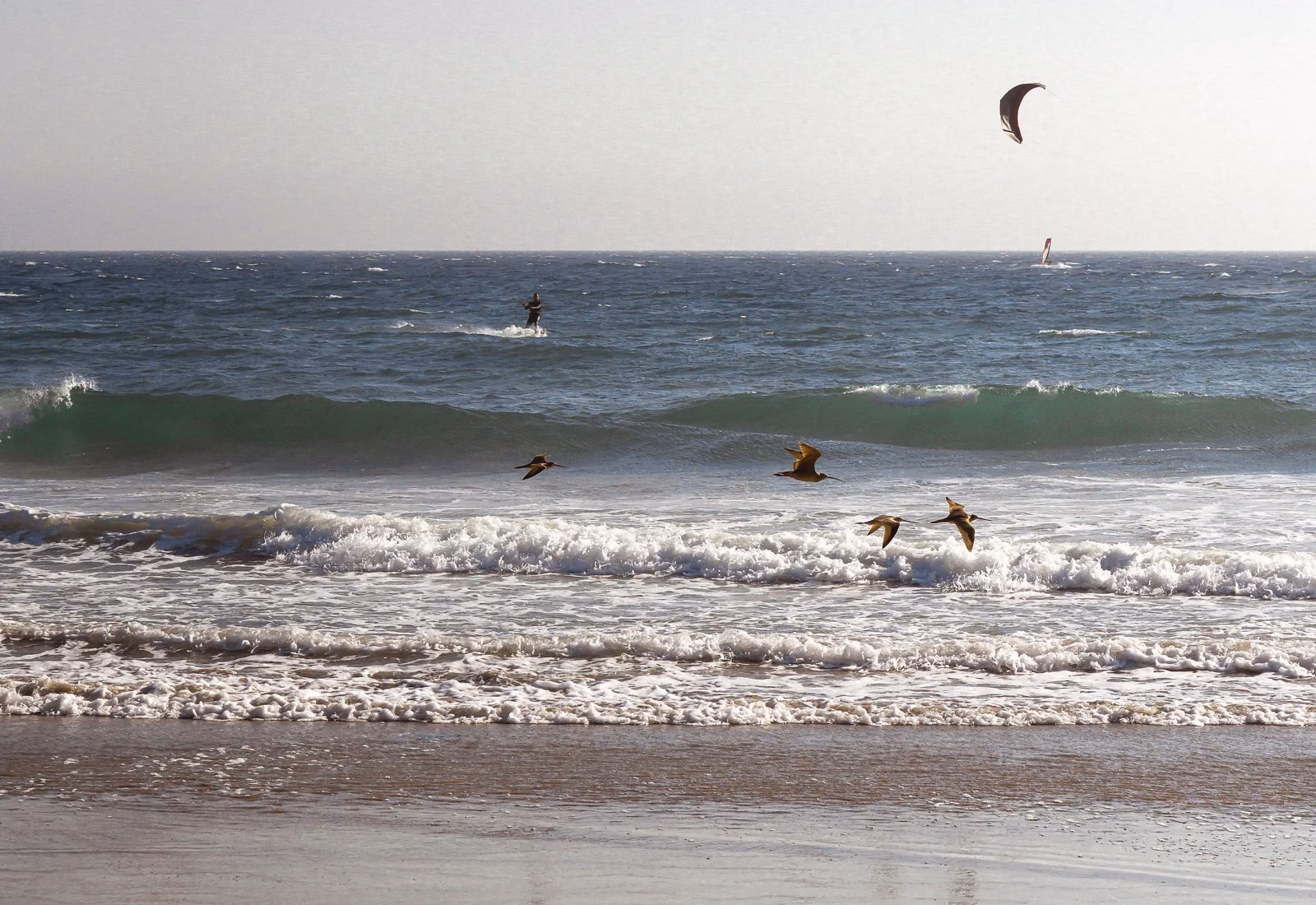Kitesurfers offshore and pelicans flying over the waves at a Malibu beach